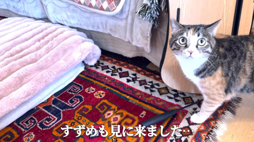 すずめちゃんは……？