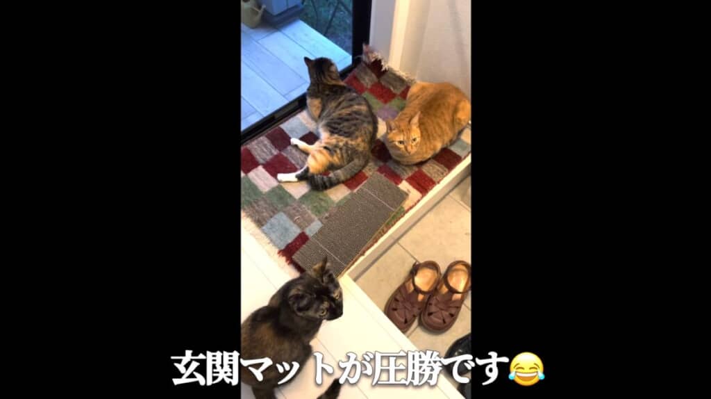 今のところ玄関マットが圧勝