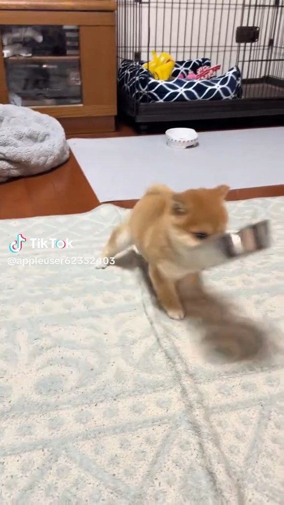 生後2カ月頃の柴犬「小雪」さん。ご飯をねだるようなしぐさがかわいい