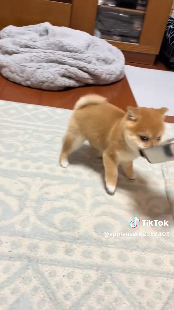まっすぐ進めず右往左往
