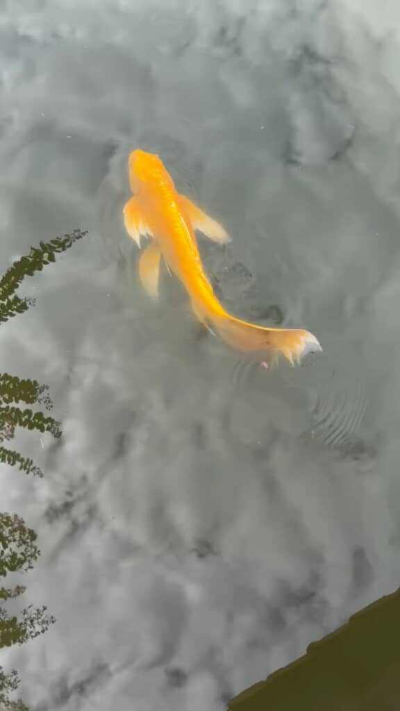 くねる身体とゆらめくヒレが優雅