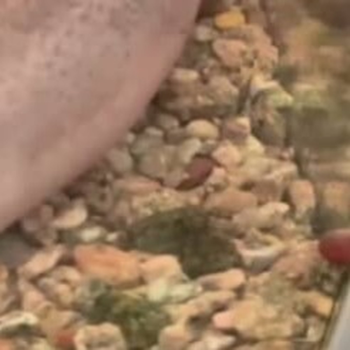 ドジョウを10年以上飼育したら……「スゲー！！！！」衝撃の姿が59万再生「アザラシ」「マナティみたい」（1/3） | ライフスタイル ねとらぼ