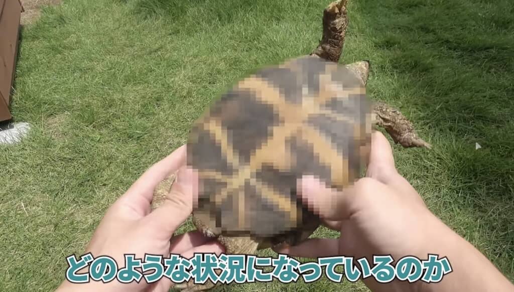 甲羅にカビが生えたリクガメの2年半後