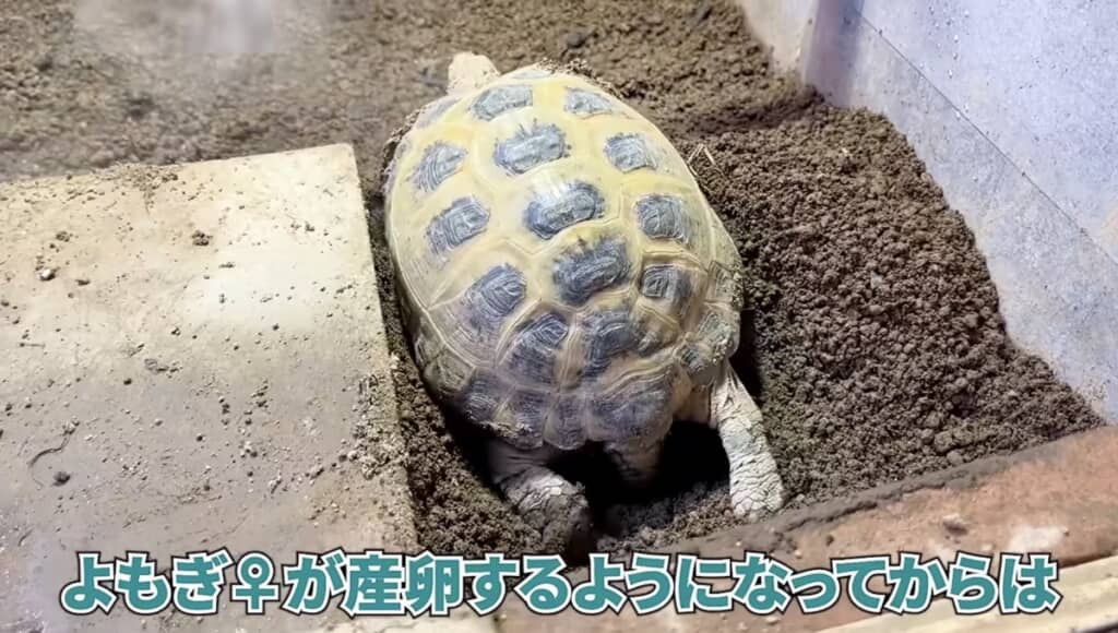 ロシアリクガメの「よもぎ」ちゃん