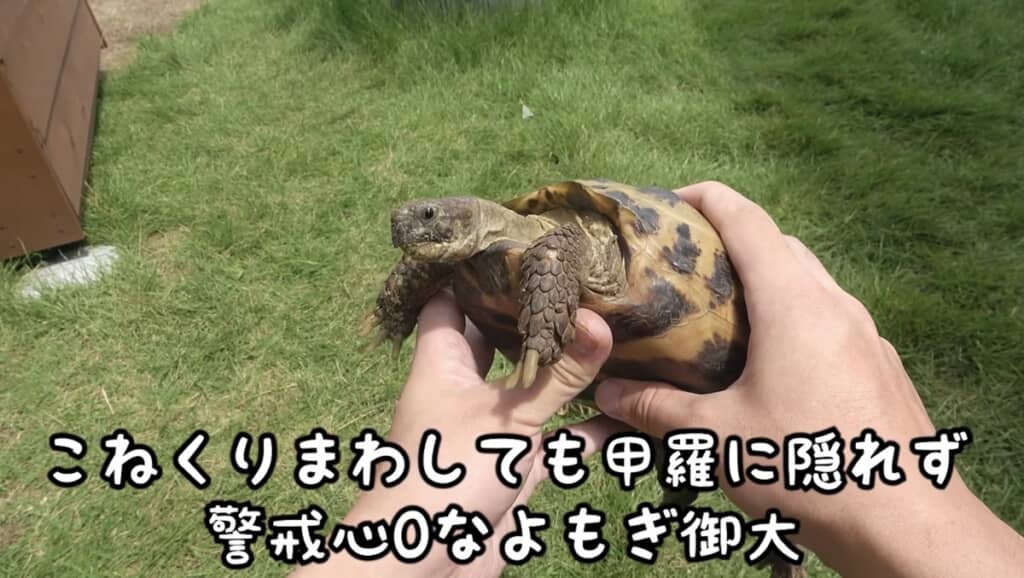 甲羅チェックはすっかり慣れっ子
