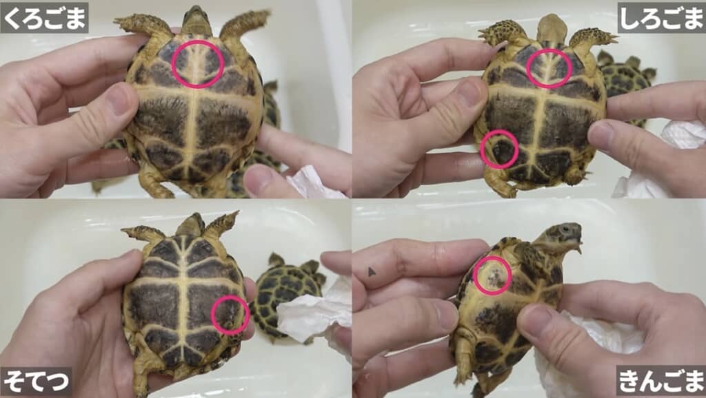 一部感染していた子ガメたちも