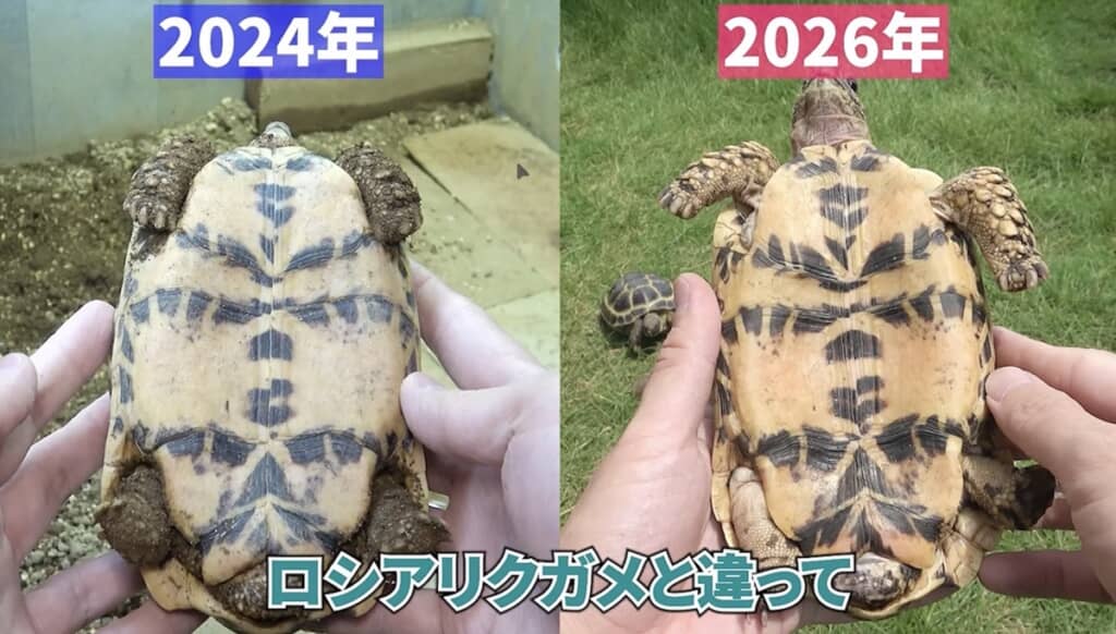 ニシキノさんにも黒い模様が