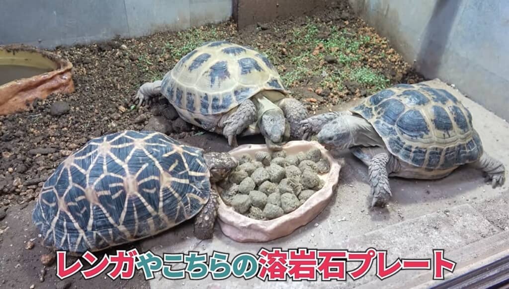 レンガや溶岩石プレートの接触も甲羅に影響する場合があるようです