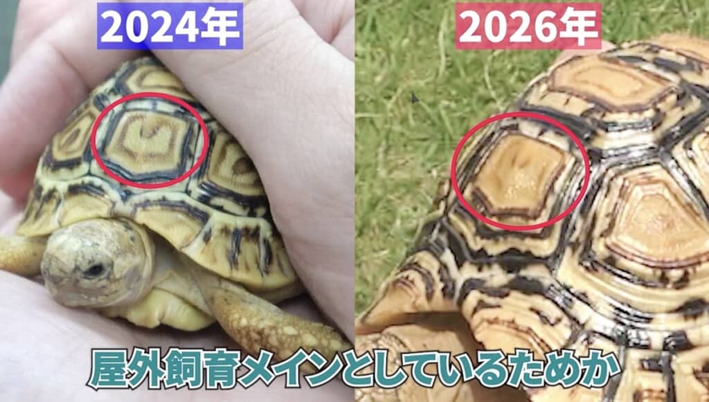 成長の過程で背中の模様が薄くなったマダラメさん