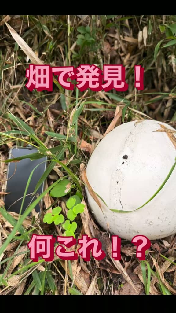 白い物体と比較対象として隣に置いたスマートフォン