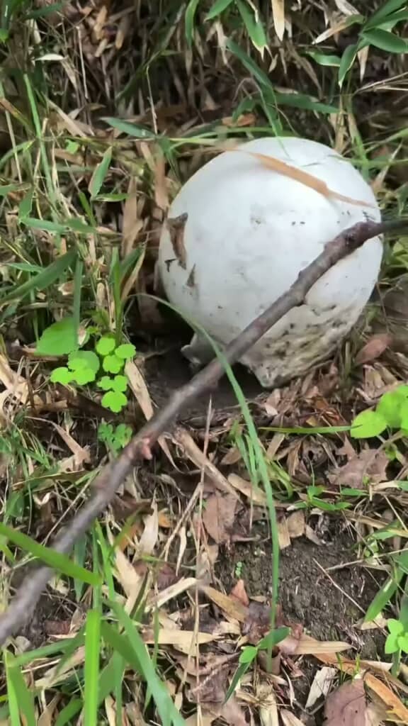木の棒で突くと簡単に動いた白い物体