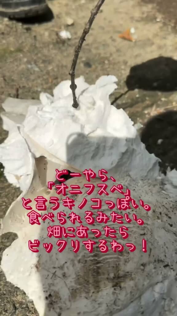 割れたオニフスベの内側