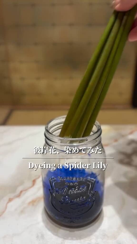 染料に彼岸花の茎を漬ける