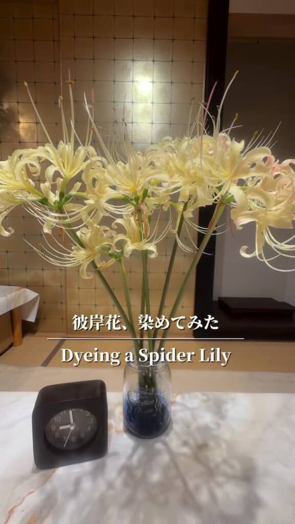 ベースは白色