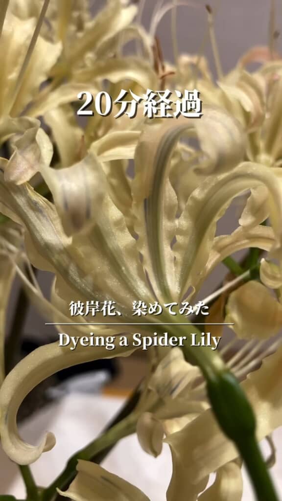 花脈がうっすら染まってきた
