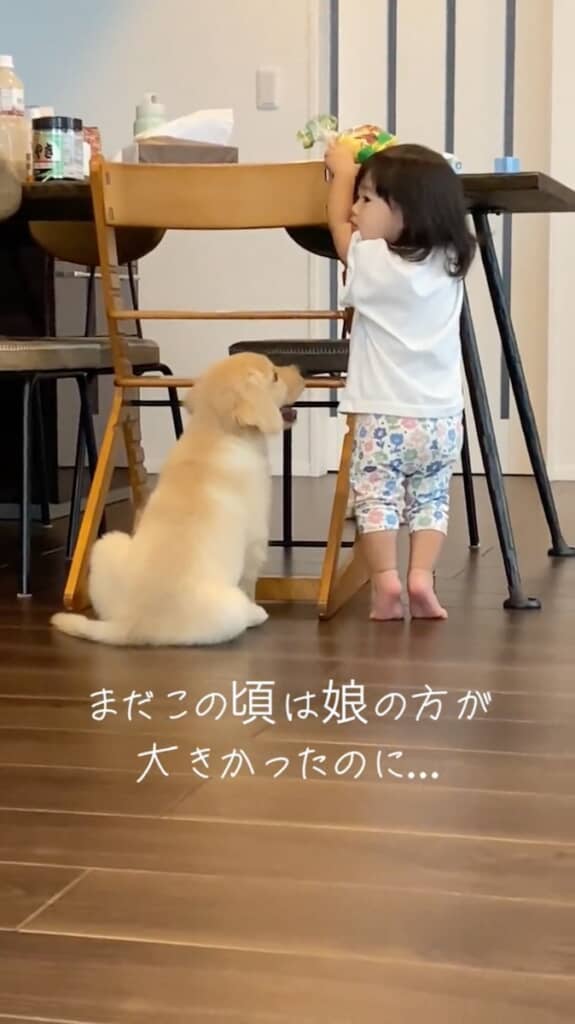 1年前は娘さんより小さかったゴールデンレトリバー