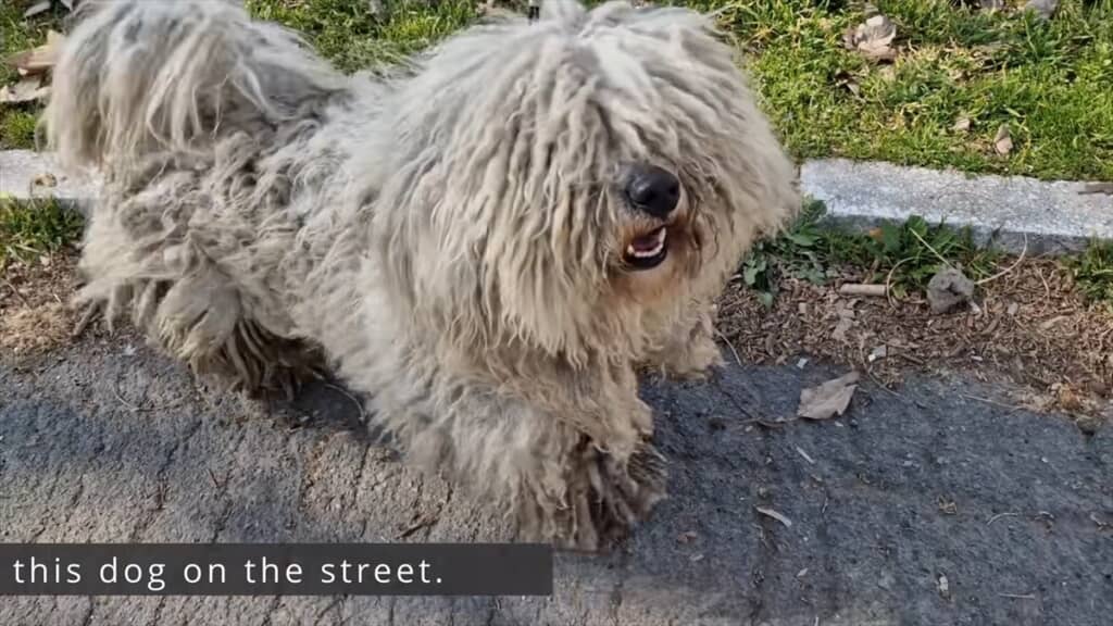 道端をさまよっていた野良犬を保護