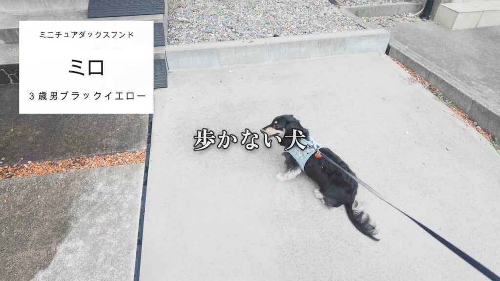 散歩に行こうにも、歩こうとしないミロくん