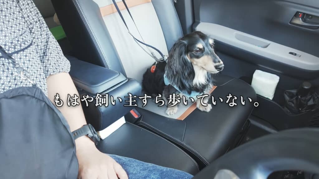 今はクルマで散歩しています
