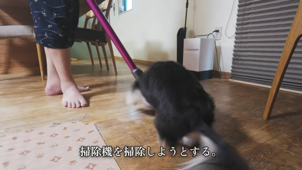 なぜか掃除機やモップに敵意を燃やすミロくん