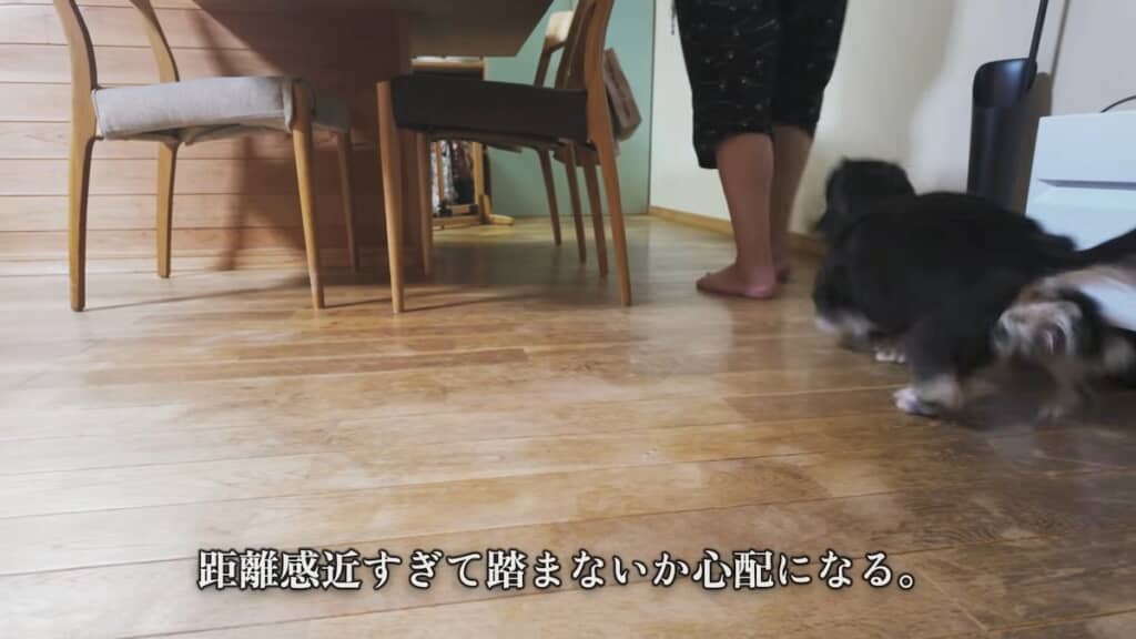 飼い主さんにべったりなミロくん