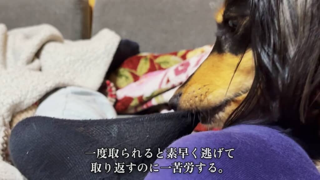 靴下を脱がせて奪おうとするミロくん
