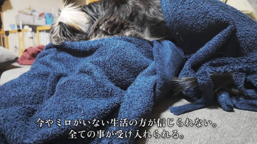 予想外なことだらけのミロくんとの生活ですが、今では欠かせない存在になりました
