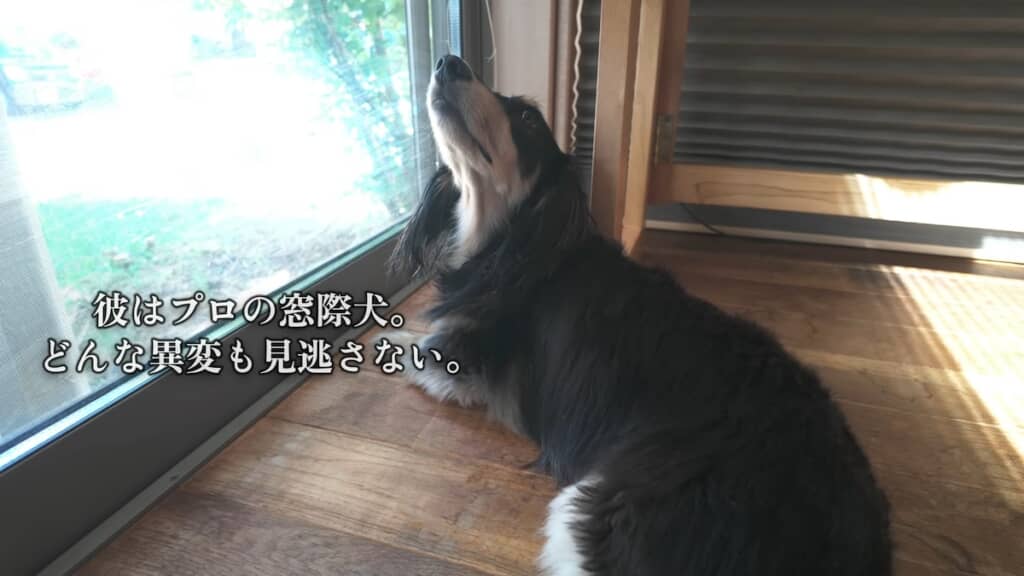 窓際で家族のお見送りと外の観察をするのが日課