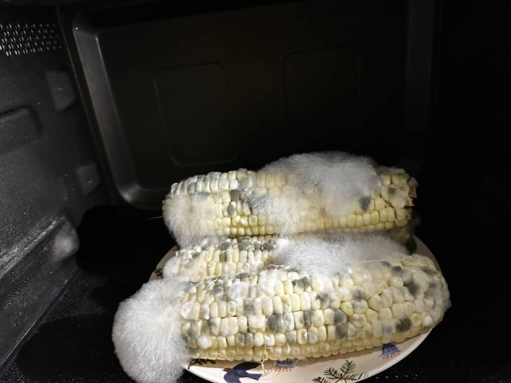 電子レンジ内で4日間放置された結果、カビに覆われてしまったとうもろこし