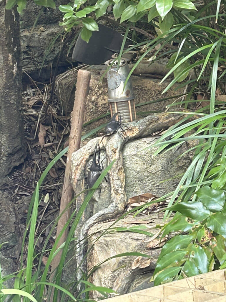 アトラクションの外側に、でかくて立派なカブトムシ……?