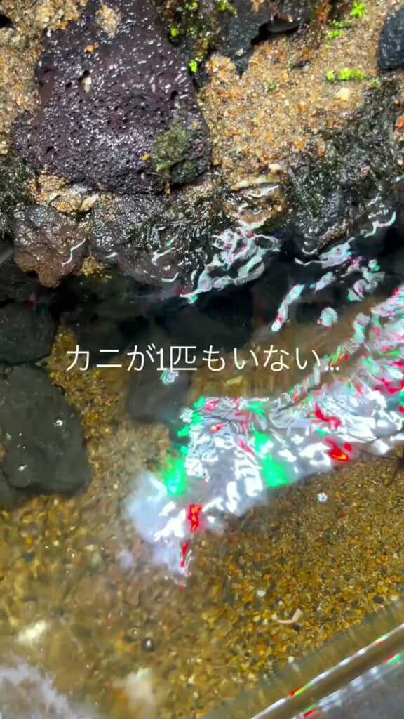 カニがいない水槽