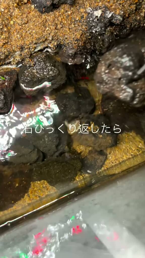 水槽内の石をひっくり返す