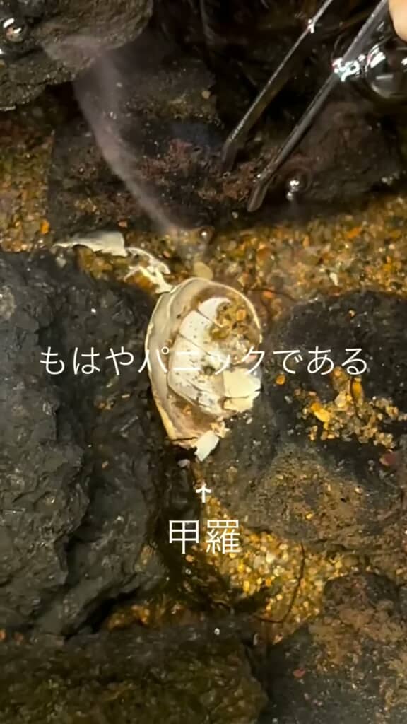 投稿者を動揺させた白い甲羅