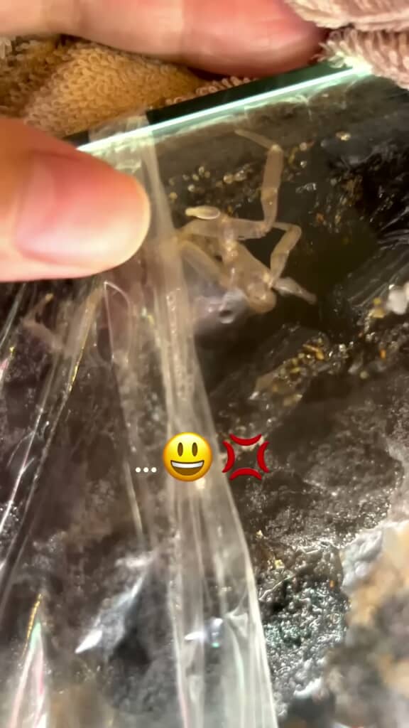 フタと岩場の隙間に隠れていたカニ
