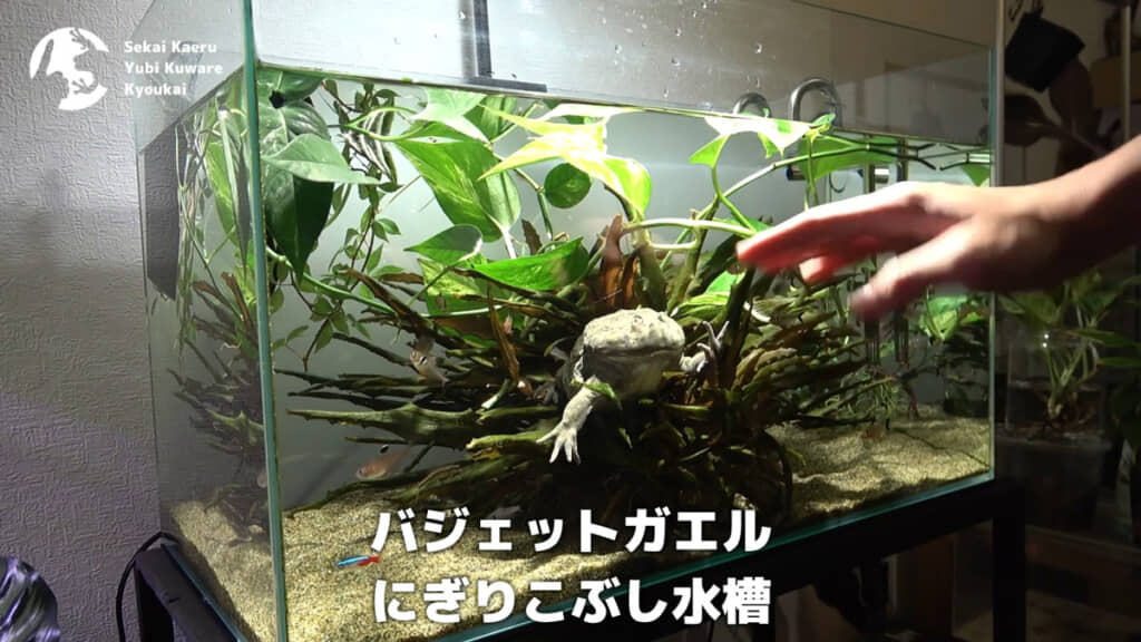 アクアリウムに住むバジェットカエル