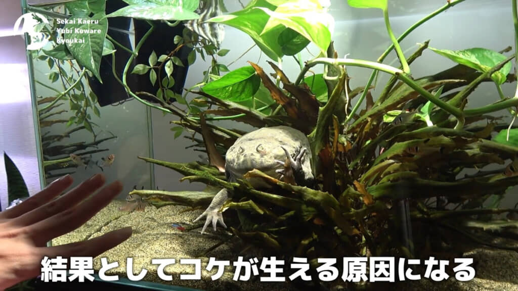 コケが生えないようにいろいろと対策
