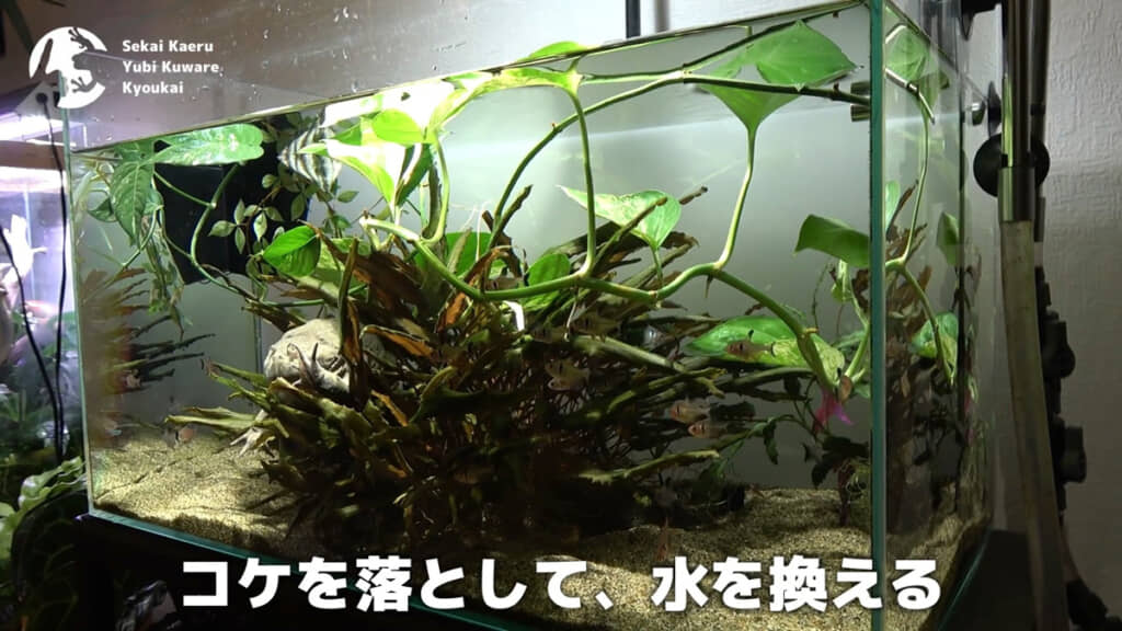 コケをなくして水をかえるのが基本