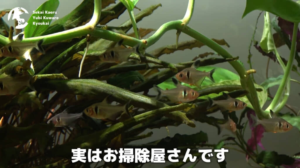 熱帯魚たちが食べこぼしを食べる