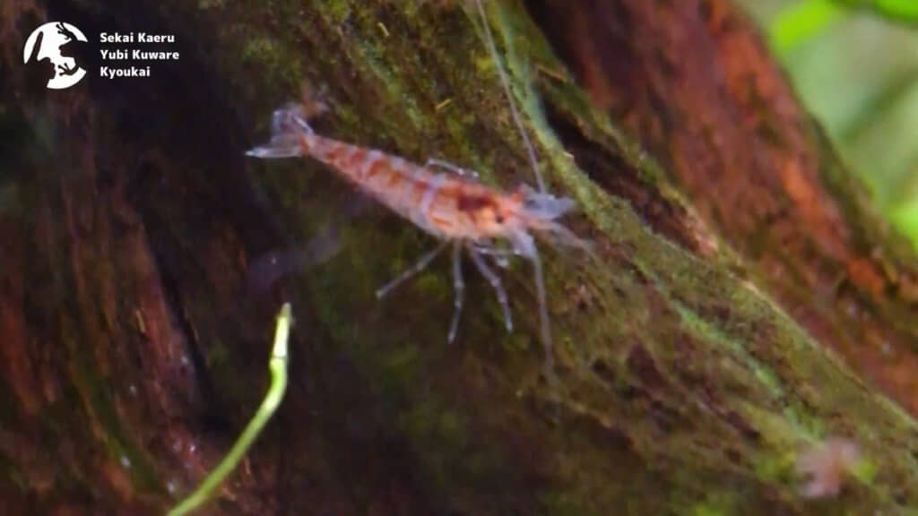 小さなエビが排せつ物を食べる