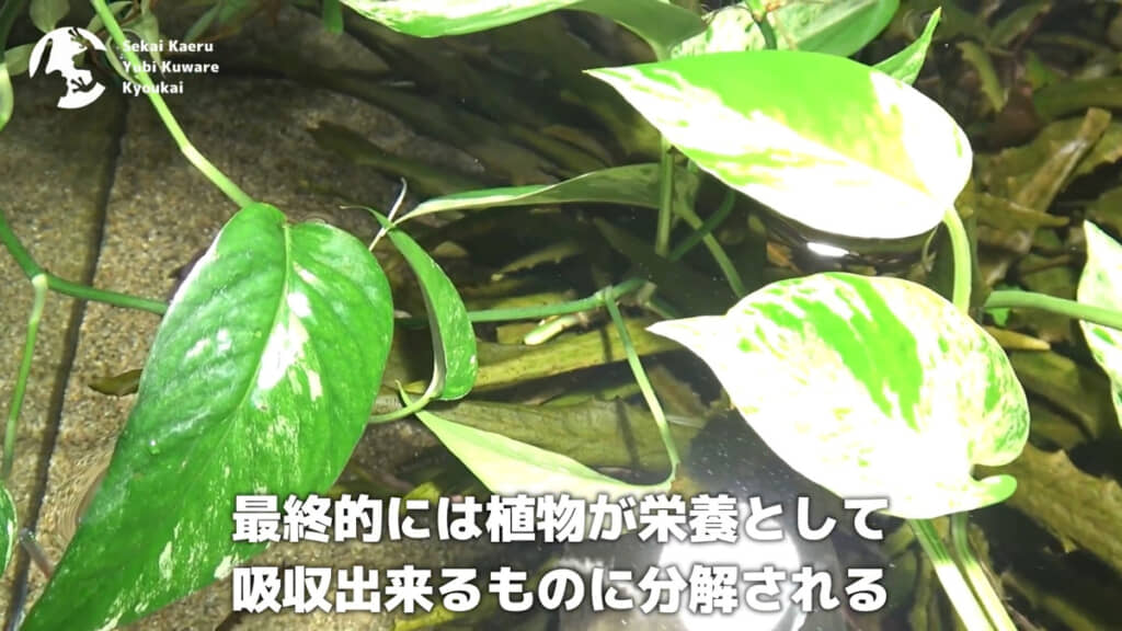 分解されたものを最終的に水草が吸収