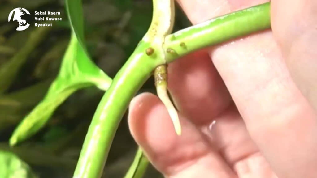 ポトスもすぐに根が出るような環境