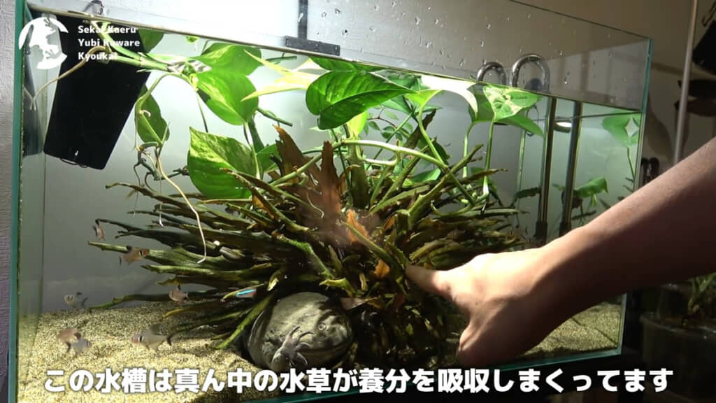 水草がコケより先に養分を吸収している