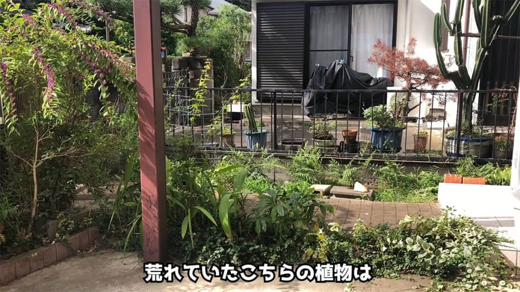 伸び放題だった植物たちは