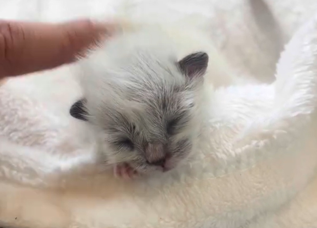 路上で保護した子猫→真っ白に育つと思ったら３カ月後……「わお！！」　270万再生の現在に「一体どうやって？？」【海外】（1/2） | 猫 ねとらぼ