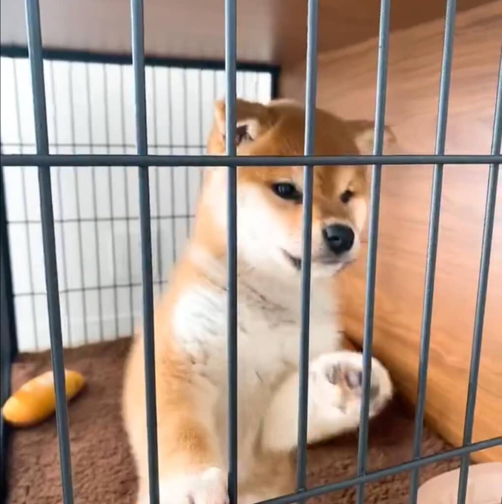 お迎え初日