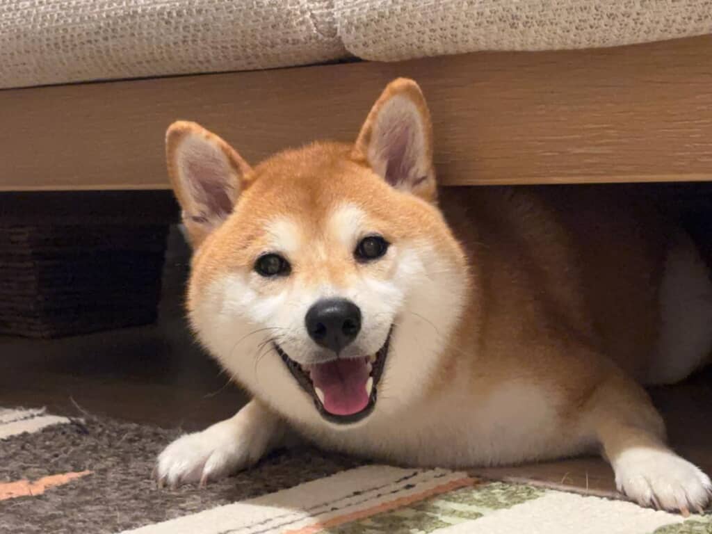 ずっとかわいいもなかまるちゃん