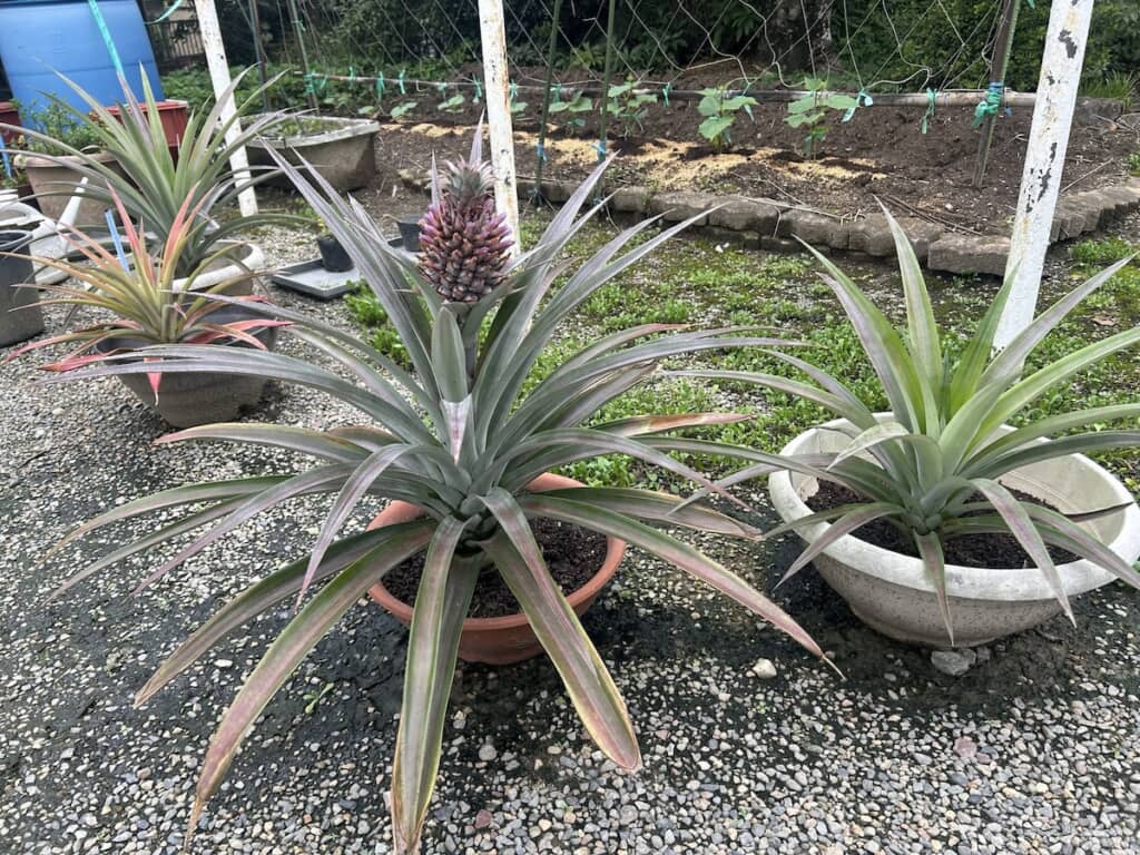 もとはスーパーで買ったパイナップルですが、ヘタを植えて実った果実を食べ、さらにヘタを植えて……を繰り返しさながら“永久機関”に