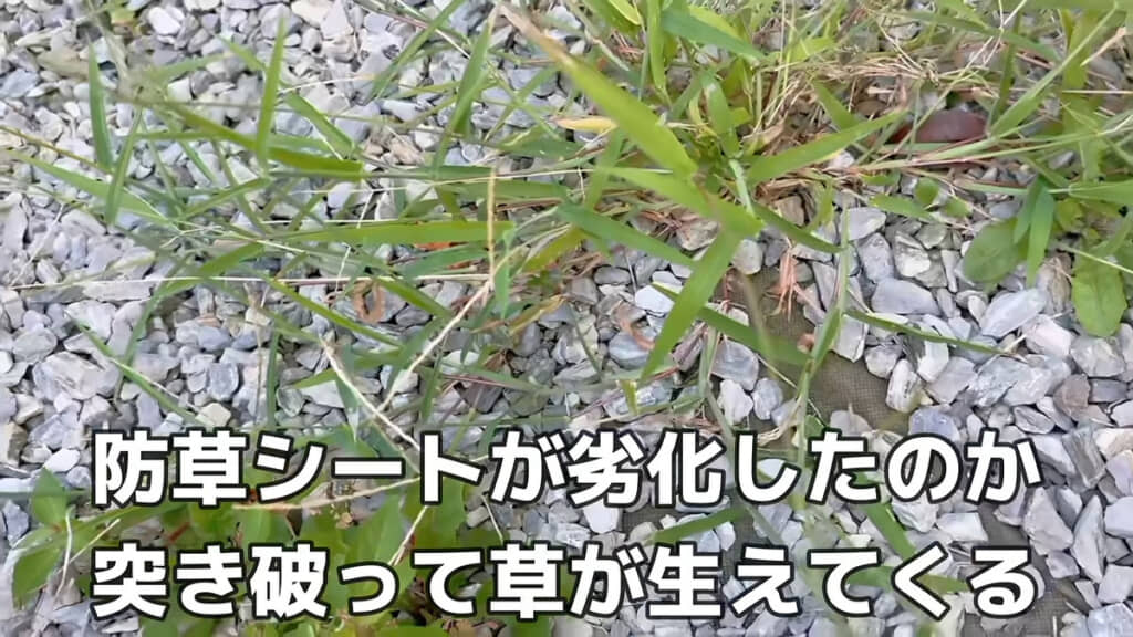 防草シートを突き破って雑草が伸びている庭