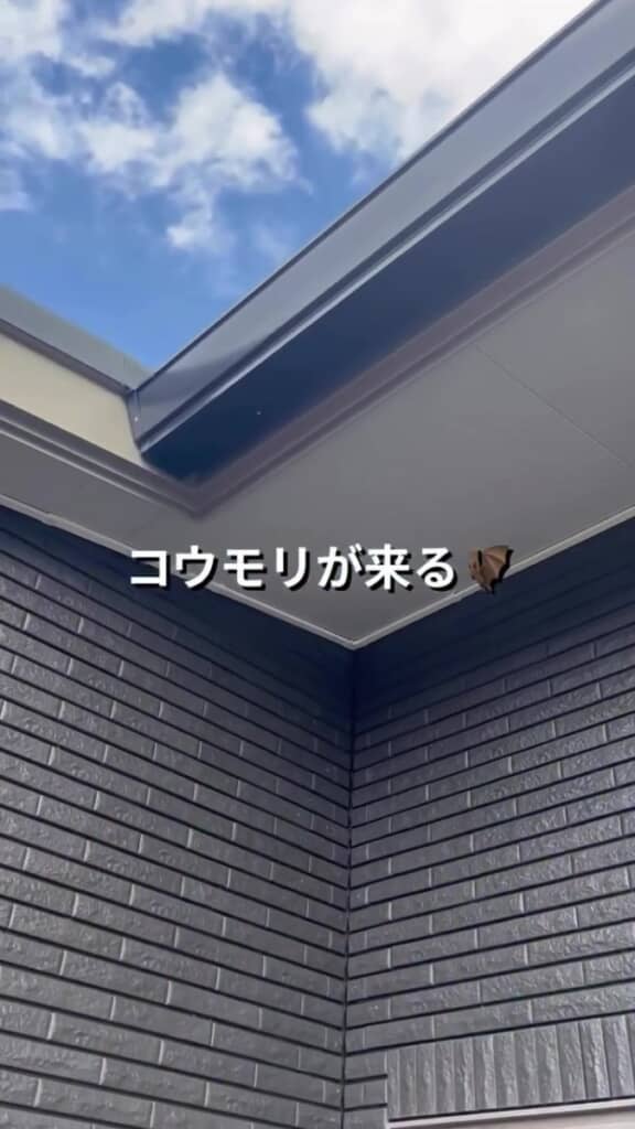 コウモリがやってくる