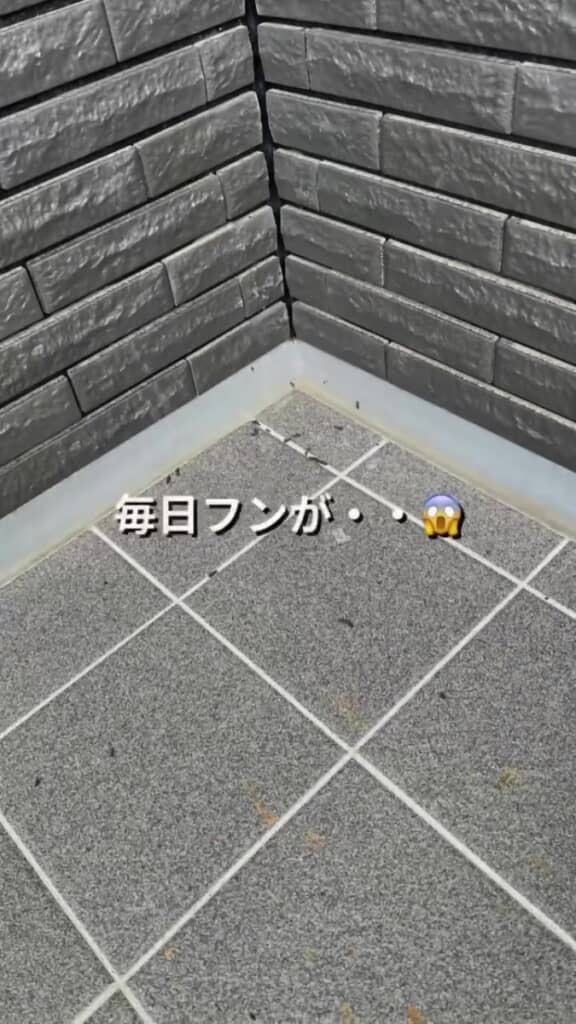 床にコウモリのフンが……